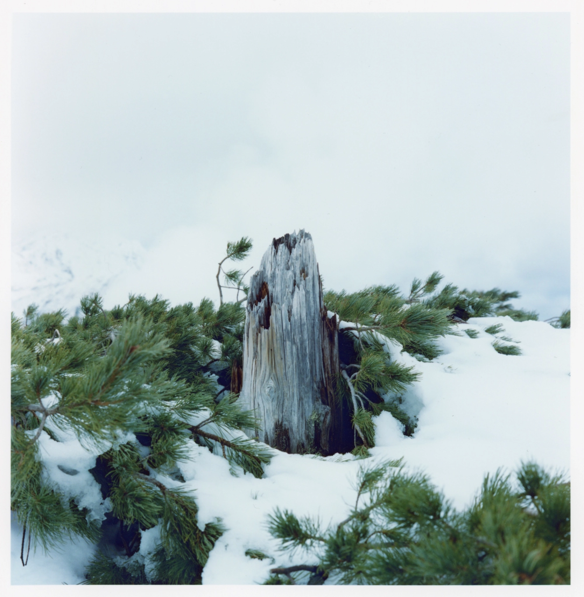 root in the snow