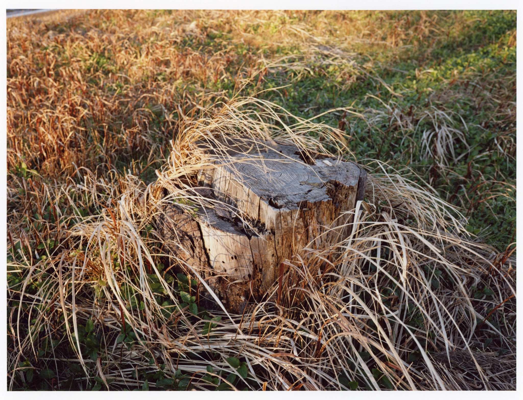 root