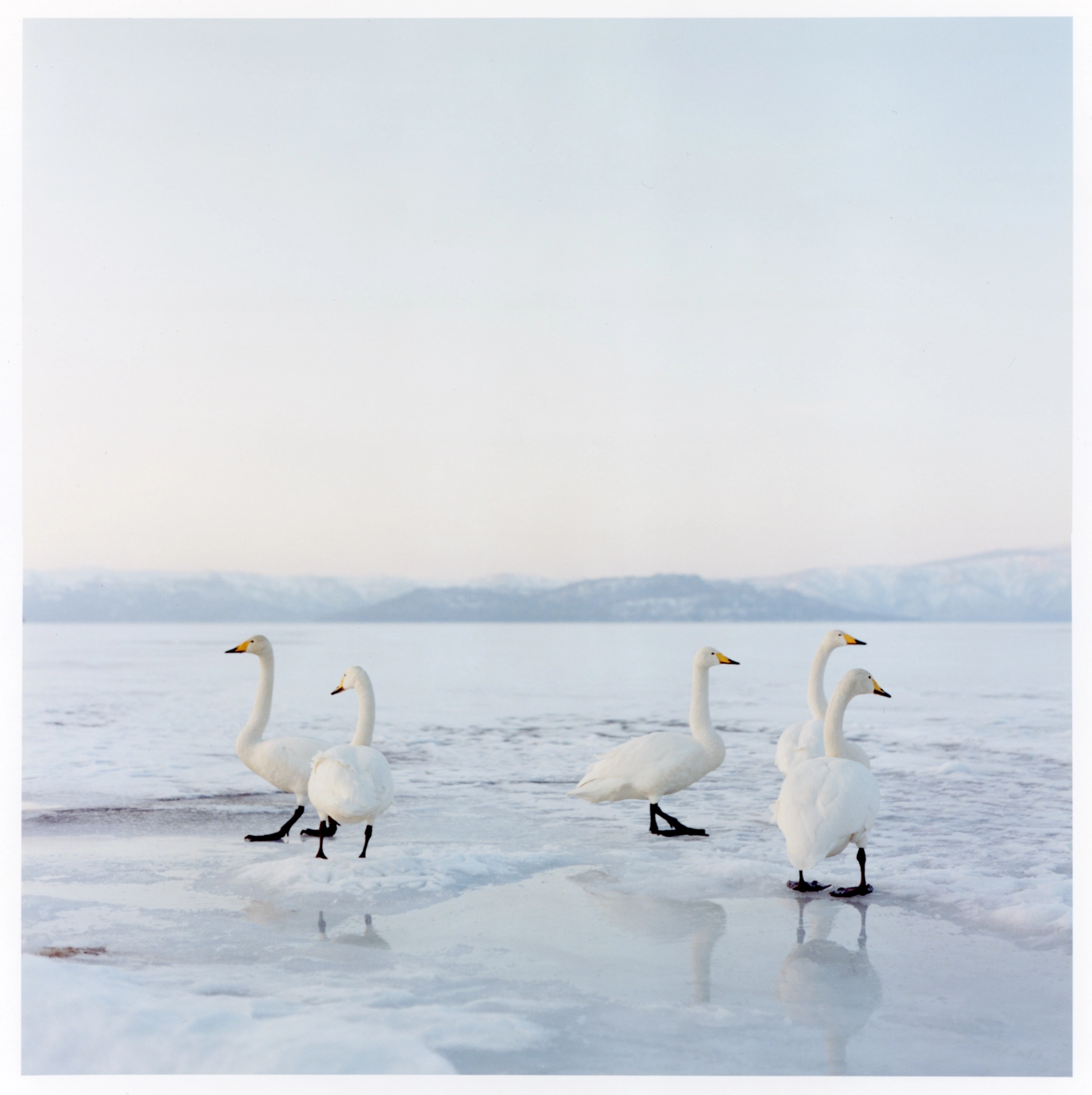 swans