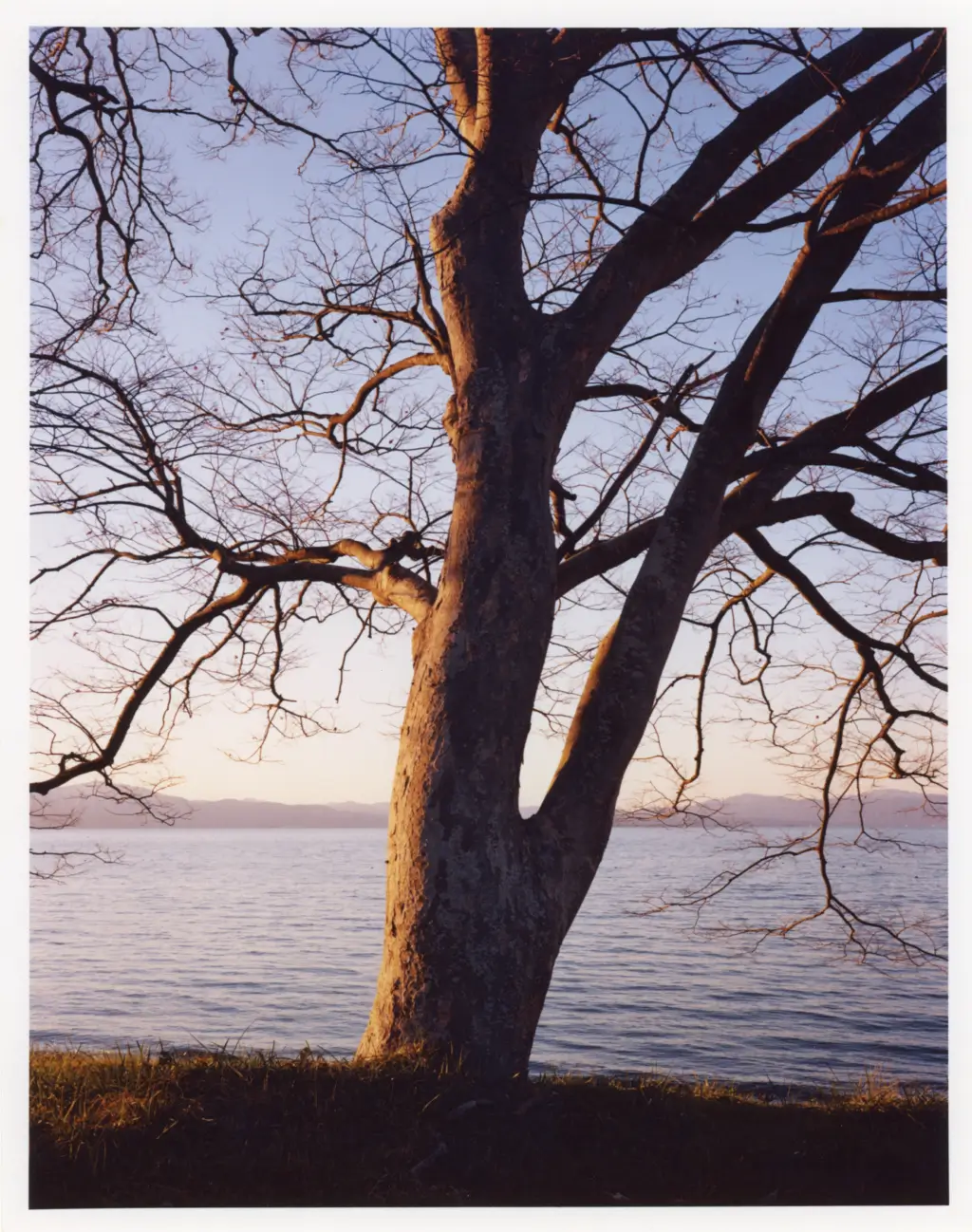 tree